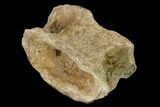 Fossil Xiphactinus (Cretaceous Fish) Vertebra - Kansas #139289-1